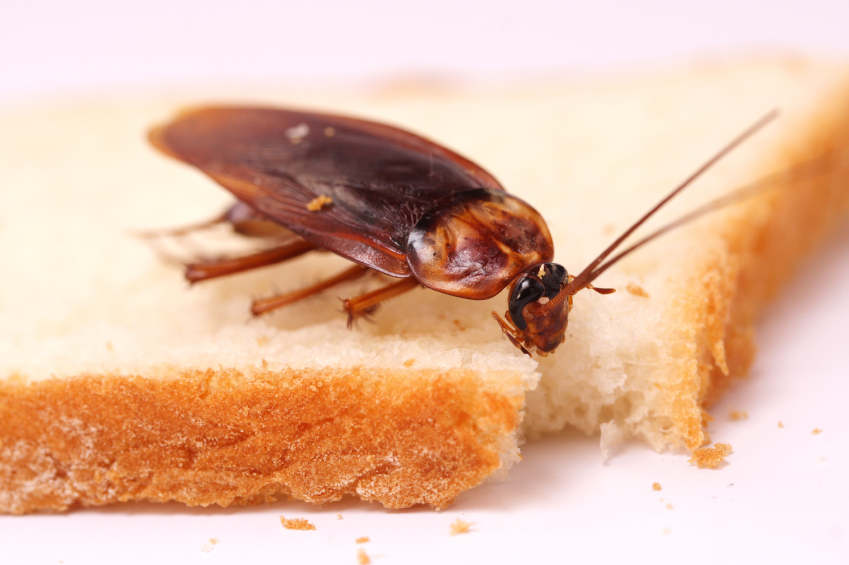 Cockroach Treatment