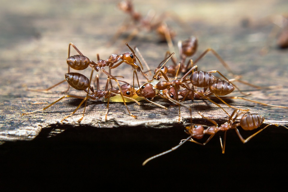 ant control services sydney